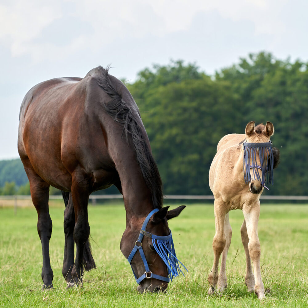 ZAŠTITA OD INSEKATA