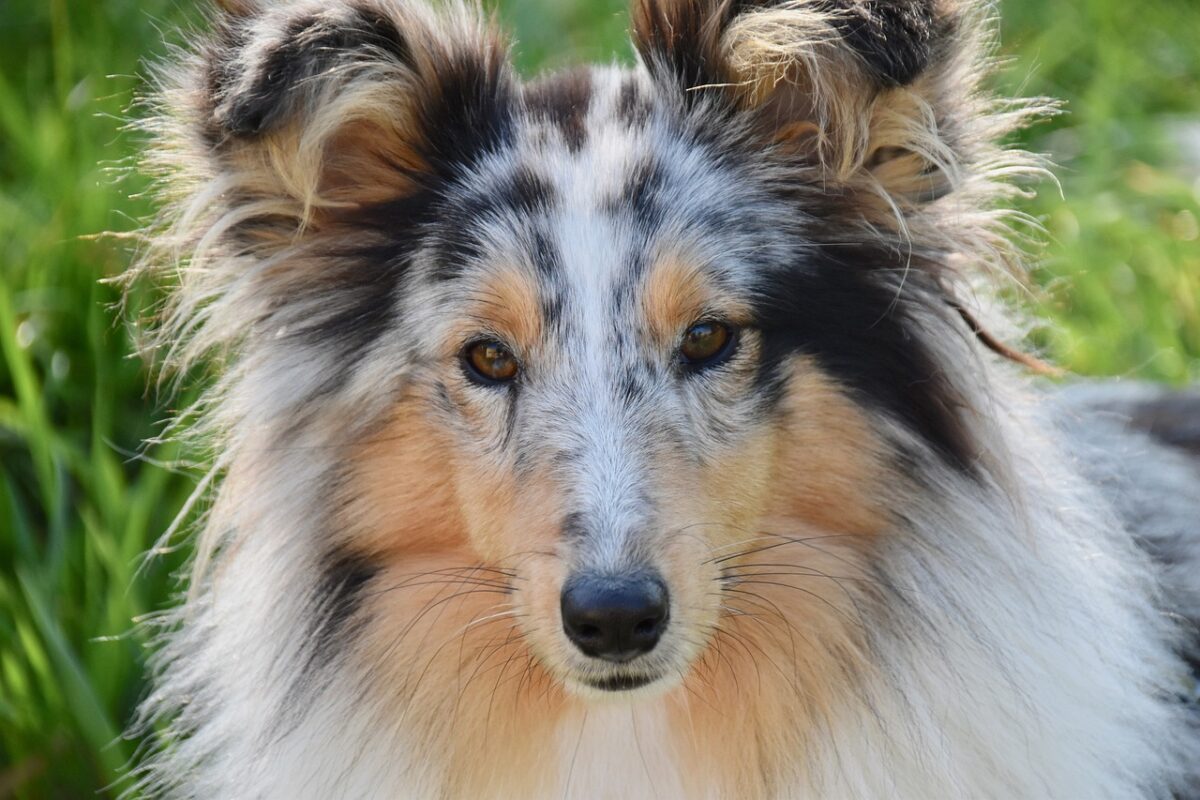 dog, female dog, shetland sheepdog-5029859.jpg