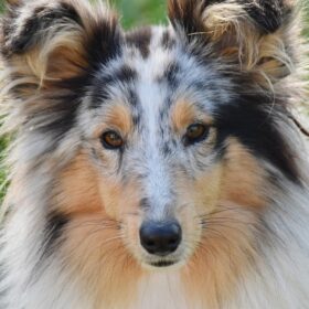 dog, female dog, shetland sheepdog-5029859.jpg