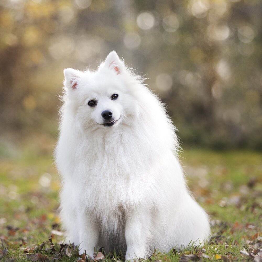 Zaštita od insekata