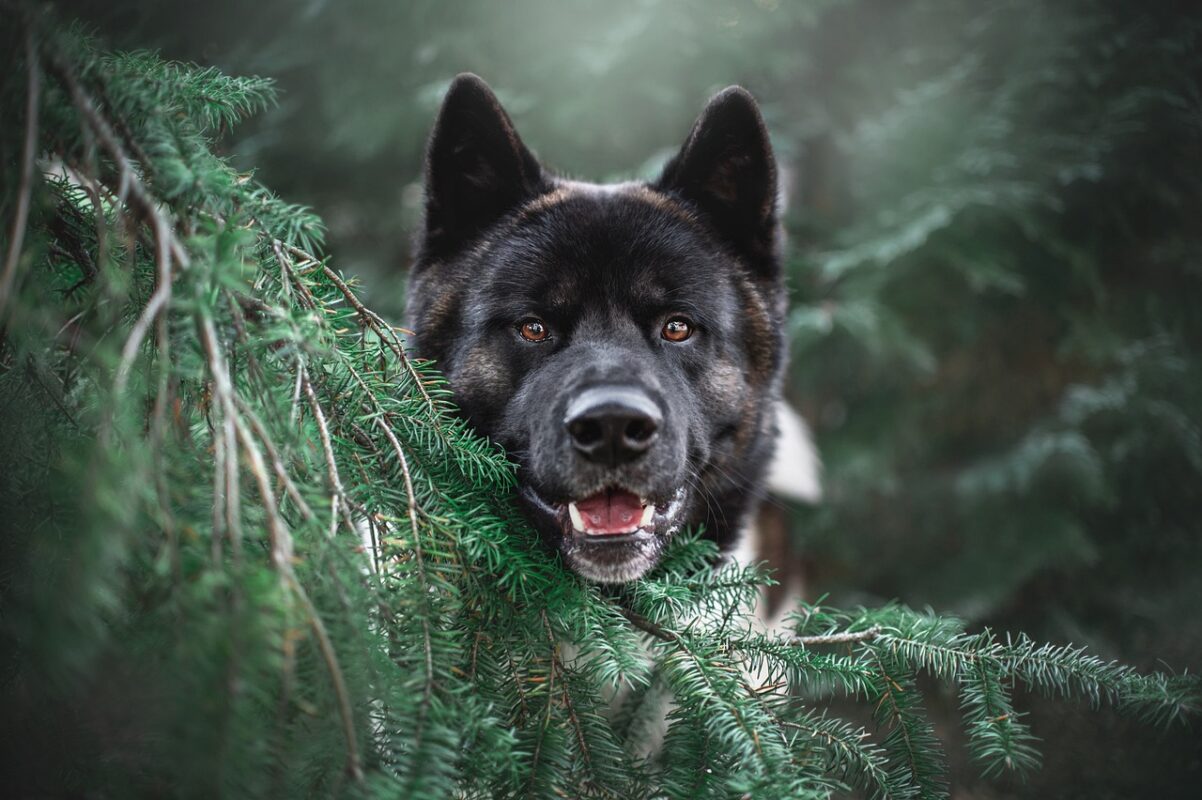 akita, tree, dog, pet, animal, nature, cute, portrait, face, dog face, happy dog, dog portrait, mammal, dog, dog, dog, dog, dog-5964180.jpg