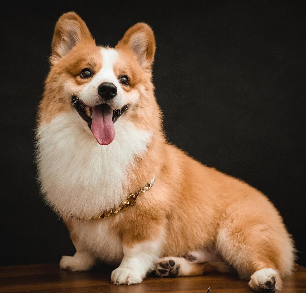 Sprejevi za njegu dlake