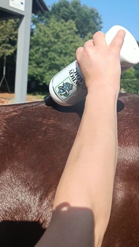 Luksuzna njega dlake uz Cowboy Magic Rosewater Shampoo i Conditioner ✨

Proizvodi učinkovito čiste i hidratiziraju dlaku, pružajući dugotrajnu mekoću i sjaj zahvaljujući ružinoj vodici i  proteinima svile. Jednostavno ispiranje i koncentrirana formula čine ove proizvode nezamjenjivima u svakodnevnoj rutini njege.

Više o proizvodima na našem Webshopu  https://equistar-pro.hr/kategorija-proizvoda/proizvodi-za-njegu/njega-konja/dlaka-i-koza/

#horsegrooming #horsegroomingproducts #groomingproducts #showhorse #petgrooming #groomingtips #groomingproducts #horselife #doglife #horsecare #konjičkaoprema #horsewebshop #opremazakonje #opremazajahače #opremazajahanje #equistar #showjumping #dressagehorse #njegakonja #njegapasa #horsecareproducts #showhorsesofinstagram #equestrian #manentail #cowboymagic